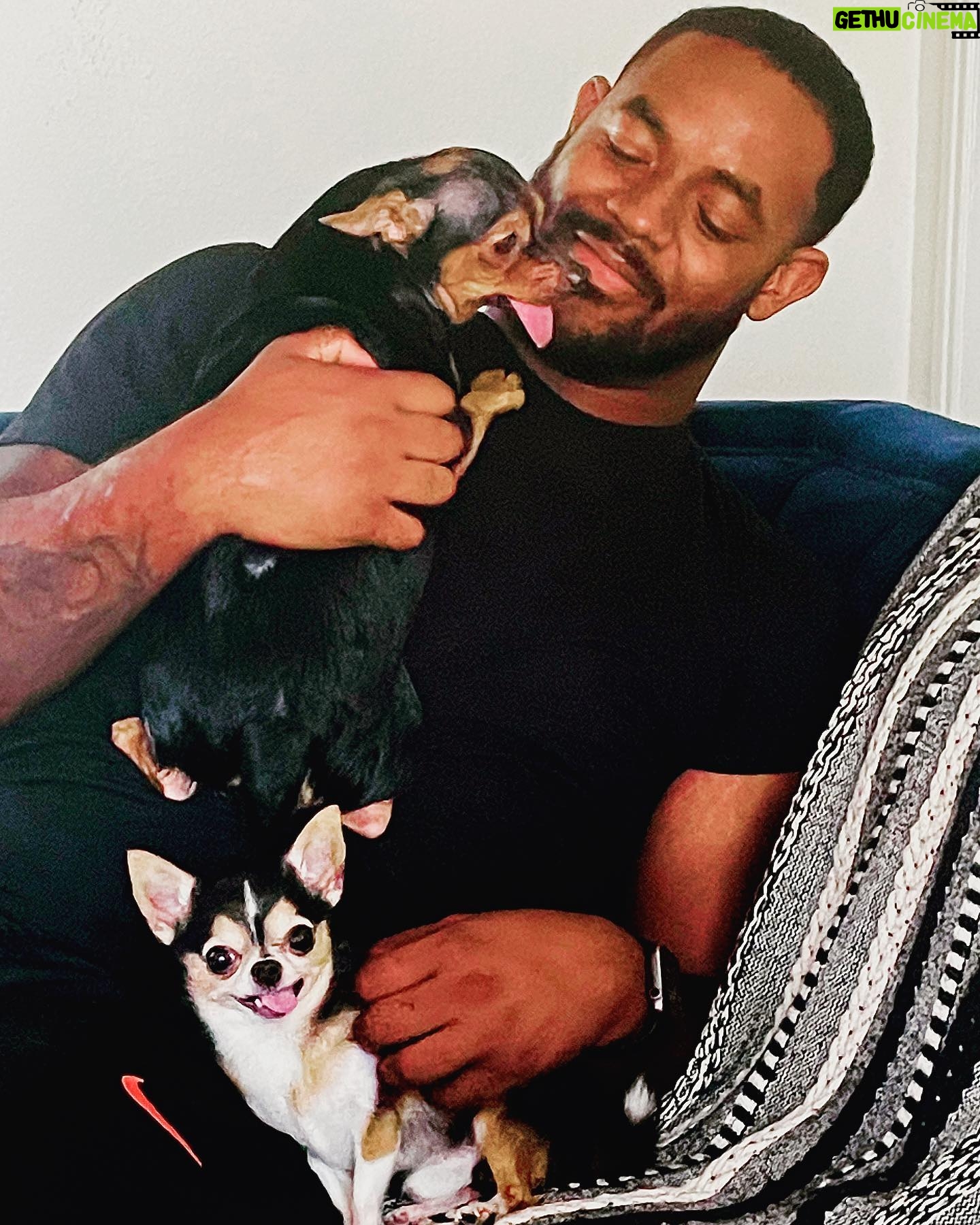 Michelle Borth Instagram - Da Boyz. I mean……ridiculous 🤤😛🥰🙏❤️🤗 #dogsofinstagram #dogslife #mypack #rescuedogsofinstagram #dogdaysofla