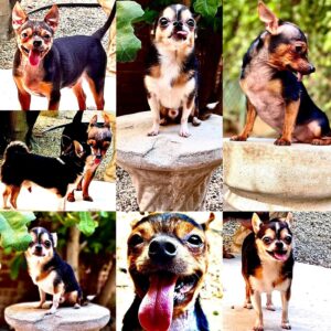 Michelle Borth Instagram - Dog Day Afternoon. 🐶🐶🐶🐶🐶❤️❤️❤️❤️❤️🥰😘😘😘😘😘#dogsofintsagram #adoptdontshop #daboyz #wattsproject #MrBean #RummieRue