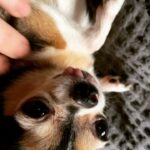 Michelle Borth Instagram - Dog training 101. How to assert dominance as the Alpha in the pack. Commit to repeatedly telling your dogs you will eat them. On a daily basis I assure my dogs that I will eat them first….If I have to of course. 😂😂😂🥰😍😘 *this has not been proven by any medical or behavioral science* #dogsofinstagram #mrbean #rummierue #adoptdontshop #proudmomma #doglife #dogsdaily #wattsproject