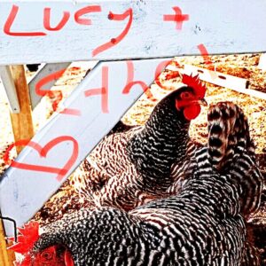 Michelle Borth Instagram - LUUUUUUUUUUUUUCY!!!!!!!!
❤️❤️❤️❤️❤️❤️❤️❤️❤️🐓

Chicken. It’s what’s for dinner 🐣😂.

*No. We don’t actually eat our chickens.*

#lucyandethelshenanigans 
#henlover #chickensofinstagram
