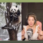 Michelle Giudice Instagram - Complicados e perfeitinhos 😍🐻‍❄️ #panda #natureza #animais #mundoanimal #pandas #tradução