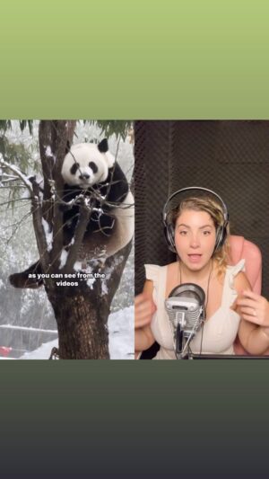 Michelle Giudice Instagram - Complicados e perfeitinhos 😍🐻‍❄️

#panda #natureza #animais #mundoanimal #pandas #tradução