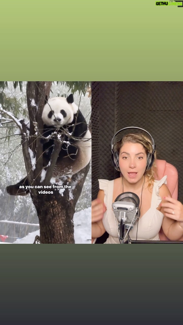 Michelle Giudice - 2.6K Likes - Complicados e perfeitinhos 😍🐻❄️
#panda #natureza #animais #mundoanimal #pandas #tradução