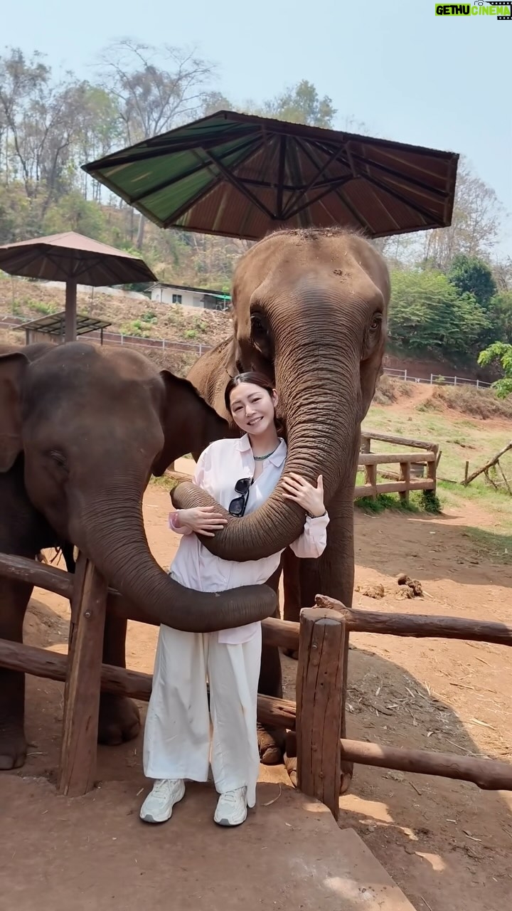 Michelle Wai Instagram - 泰國之旅 #清邁自由行 #thailand #travel #Elephant