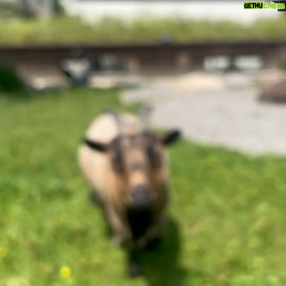 Midori Francis - 12.4K Likes - snow , and grass so green it makes you weep