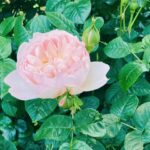 Miki Kawanishi Instagram - 🌲🥀🍦☀️🌊