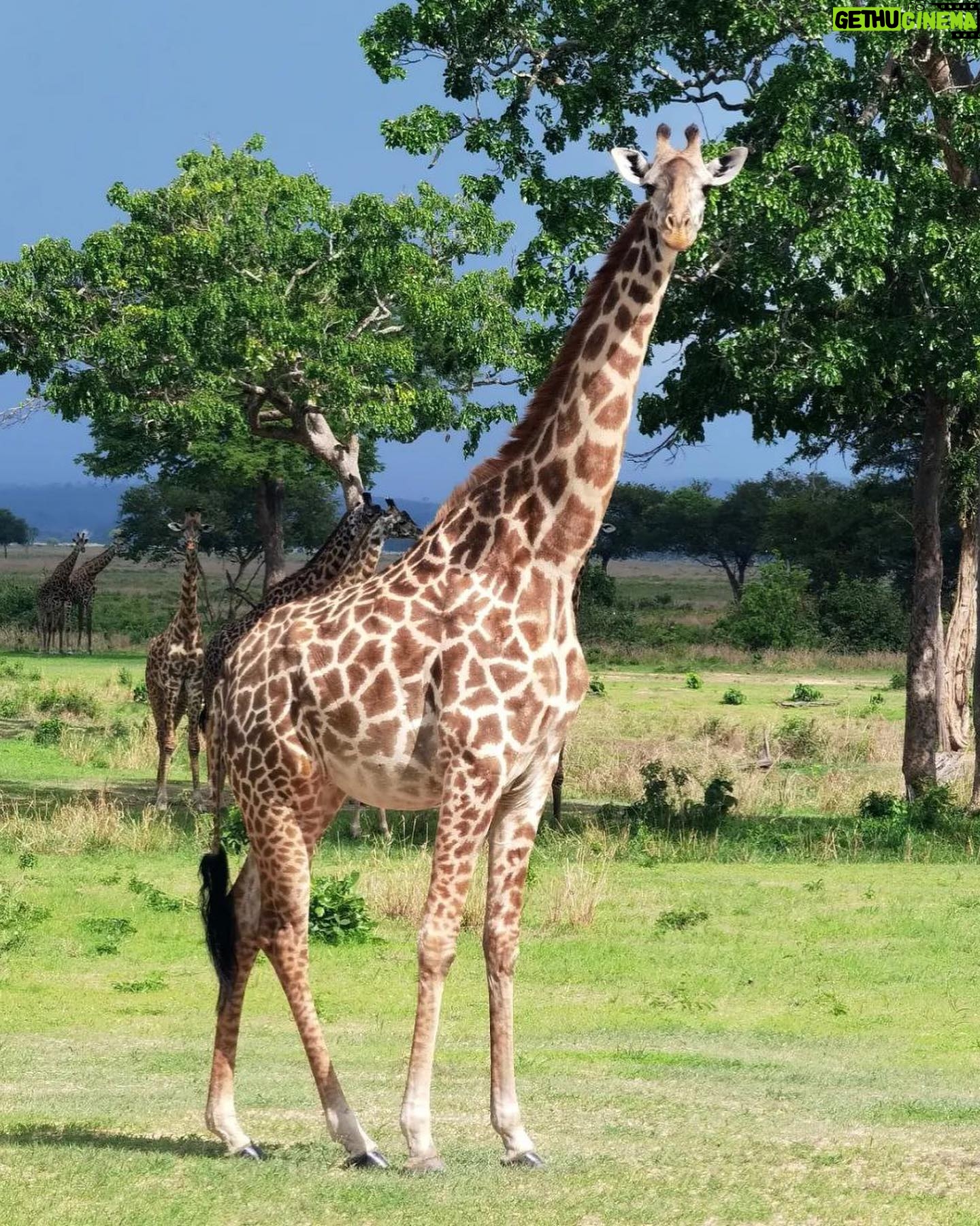 Milena Radulović - 6.3K Likes - African safari 🦒🐘☀️