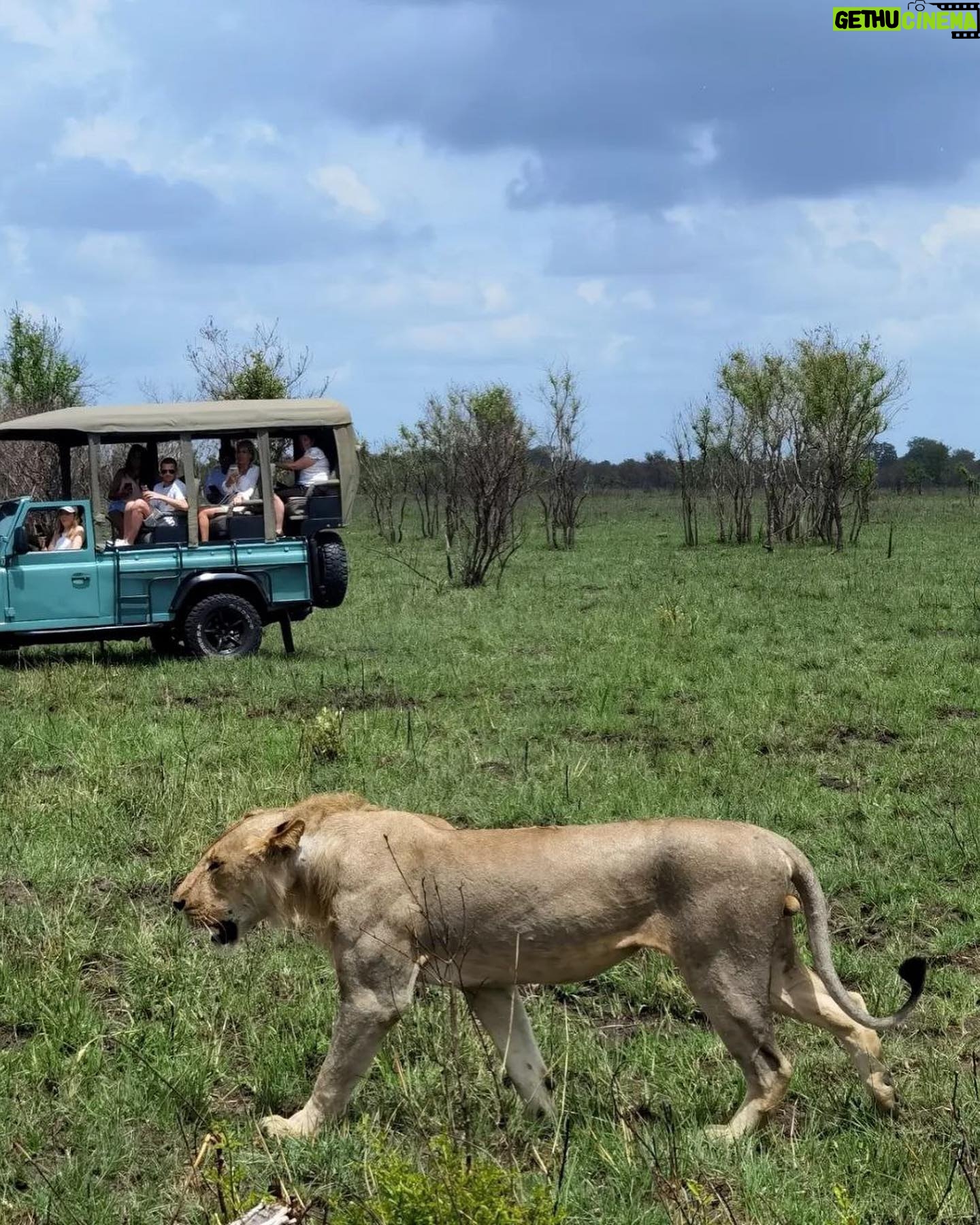 Milena Radulović - 6.3K Likes - African safari 🦒🐘☀️