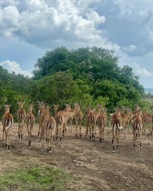 Milena Radulović Instagram - African safari 🦒🐘☀️
