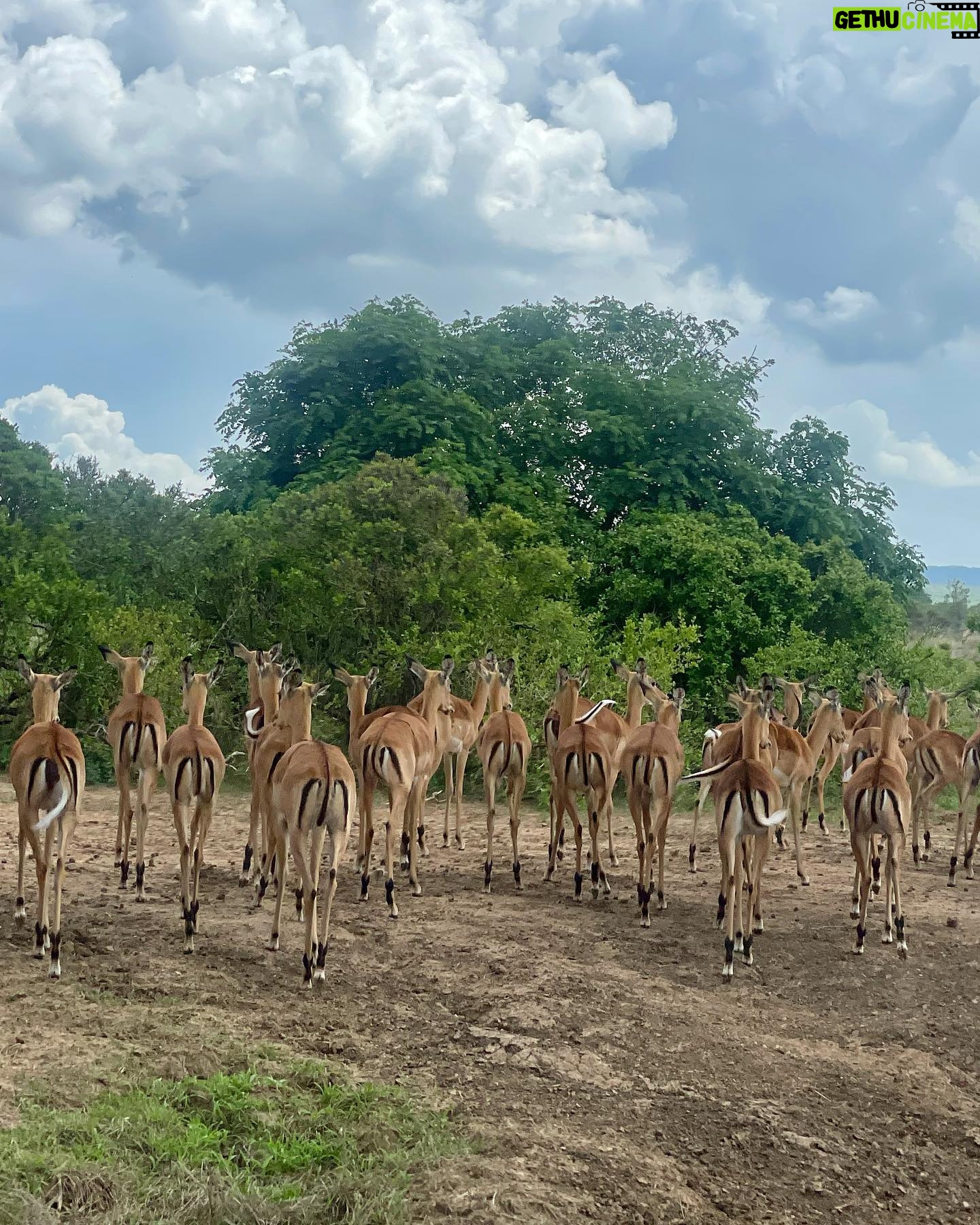 Milena Radulović - 6.3K Likes - African safari 🦒🐘☀️