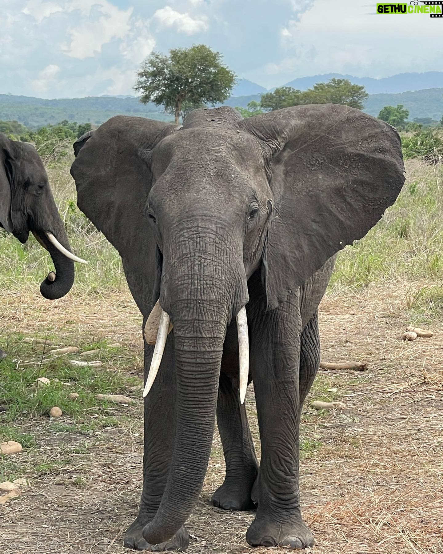 Milena Radulović - 6.3K Likes - African safari 🦒🐘☀️