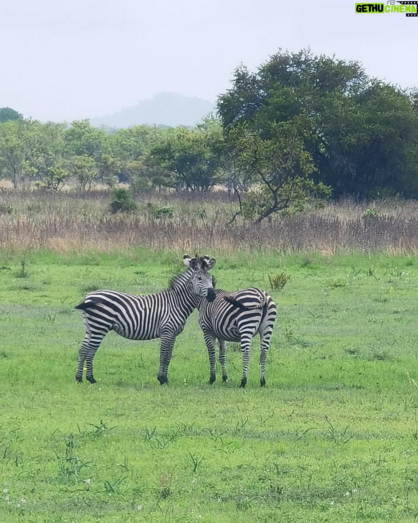 Milena Radulović - 6.3K Likes - African safari 🦒🐘☀️