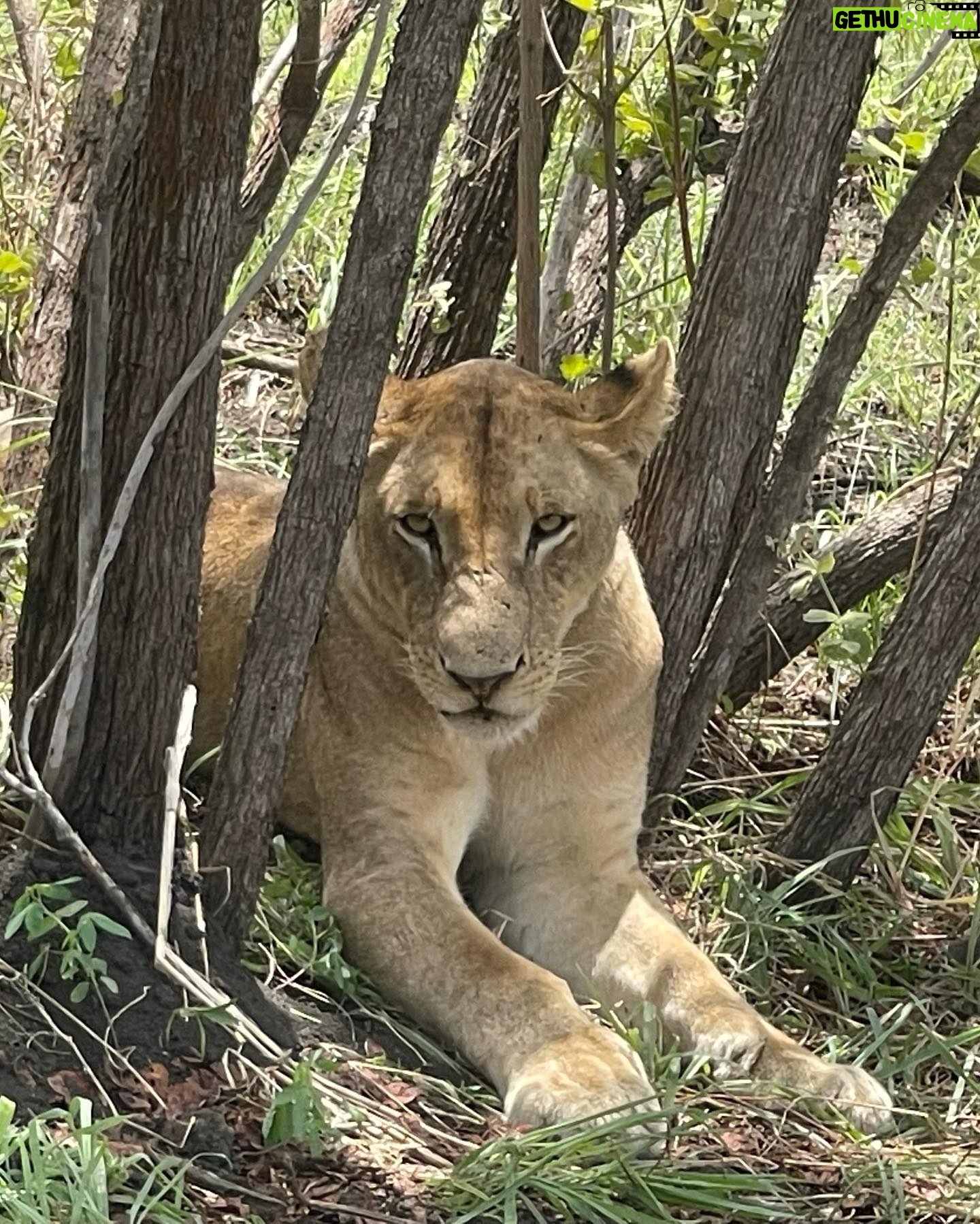 Milena Radulović - 6.3K Likes - African safari 🦒🐘☀️