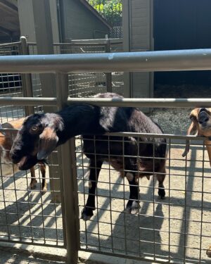 Milly Shapiro Instagram - 🦭🐐 a day 🐐🦭