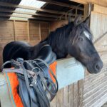 Mimi Webb Instagram – meet my horsey life 🫀❤️