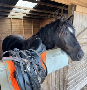 Mimi Webb Instagram - meet my horsey life 🫀❤️