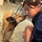Min-seo Instagram - - 🤎너무너무너무 착한 쿠마 🤎 쿠마를 임보하기로 한 예정기간은 6개월.. 벌써 8개월이 지나가고 있지만 쿠마가 너무너무 사랑스럽고 예쁜 강아지이기 때문에 좋은 가족을 만날거라고 포기하지 않고 우리는 함께 나아기는중!🙏🏼 이젠 정말 쿠마가 좋은 가족을 찾길 바라며 입양글을 써봅니다! 쿠마/ 여(중성화완료) /8.5-9키로/ 2018-2019년생 추정/ 접종완료 🤍 쿠마는 임보집에 왔을 때 건강 상태가 그렇게 좋지는 않았어요. 엉덩이 뒤에 혹이 있었고 검사를 해보니 종양이여서 제거하는 큰 수술을 먼저 받았습니다. 그 뒤에 또 고생하며 사상충 치료를 받았고 사상충이 끝나고 난 다음에는 중성화 수술까지 하느라 치료 시간이 조금 오래 걸렸어요. 지금은 사상충 치료도 완벽하게 끝났고 중성화도 잘 마무리 되어 건강한 강아지가 되었어요! 그치만 늘 혹시 모르는 재발을 주의깊게 살피고 있습니다. 🤍 쿠마는 겁이 조금 많아요. 낯도 많이 가려서 사람들과 강아지를 좋아하면서도 애교스럽게 다가가지는 못해요. 하지만 천천히 지내는 시간이 지나면 자연스럽게 주인만을 바라볼거에요. 지금도 쿠마는 어디서든 저만 바라봐요. 사랑을 주면 사랑으로 보답하는 강아지랍니다:) 🤍 공격성 0. 정말이에요. 너어무 순하고 너무 착해요. 제가 쿠마랑 산책을 가거나 카페 같은 곳을 가면 사람들이 정말 다 감탄해요. 너무너무 착해서요. 다른 강아지들한테 관심은 보이지만 짖거나 공격적으로 행동하지 않습니다. 물론 사람한테도요. 그냥 가까이 가서 냄새만 한두번 맡고 다시 집사언니만 바라봐요. 미용을 맡겼을때도 입질 한번 없이 잘 받았고 지금도 쿠마는 무섭거나 불편한 상황이 와도 절대 입질하지 않는 너무 착하고 순한 강아지에요. 🤍 먹을것을 너무너무 좋아해요. 사람 먹는 음식을 엄청나게 탐내는 먹짱 강아지랍니다. 간식으로 앉아, 엎드려, 손, 하이파이브 등 기본적인 훈련이 되었어요! 간식과 함께라면 쿠마와의 훈련시간도 너무 재미지실거에요! 🤍 분리불안 없어요. 혼자 있을때 짖지 않아요. 집안의 물건을 망가트린적도 뜯거나 긁어놓은 적도 없습니다. 얌전하고 조용해요. 🤍 집이 좋아지기 시작하면 실내배변을 잘 안해요. 실외배변을 훨씬 좋아합니다. 그래서 임보언니는 그냥 하루에 산책 두번씩 해요! 이젠 낮에 조금 더워서 낮엔 짧게 하고 밤에 길게 해줍니다. 쿠마는 산책 정말정말 좋아하고 참 신나해요. 가끔 전력질주로 달리기도 해보는데요 쿠마 짱 빨라요! 쿠마의 쓸개골이 좋은 편이 아니라서 걷기 운동이 중요해요! 🤍 사진은 제가 미용을 시켜서 짧은 털이지만 쿠마는 이중모 장모로 털이 자라는 강아지랍니다. 쿠마의 인스타 피드 조금만 내려가시면 장모일 때 사진도 있으니 한번 구경오세요 :) - 이제는 정말로 좋은 가족을 만날 수 있게 도와주세요! 🤎입양문의🤎 카카오톡 qeen620 또는 010-8248-4767 인스타그램 DM 주세요:)