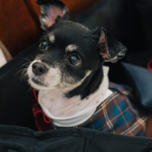 Mina Ōba Instagram - 🐶
　
結婚式をやるって決めて
私の中での大事なひとつが
リングドッグをやることでした🐾
　
大切な家族の一員のコロ助(11)
特別な日のためにあいみ @aimiedesu に
タキシードを作ってもらいました🪽
かわいすぎて…🥺
　
この日からコロの一張羅になりました🐶
　
犬の服作ったことないのに引き受けてくれて
こんなに素敵なタキシード作れちゃう
あいみは天才すぎてる！
チェックかわいすぎ！ありがとう🐾
　
名古屋で出会って意気投合して
時が経ってお互いアラサーになって再会できて
また仲良くしてくれて感謝してる😌☁️
　
#wedding #結婚式 #リングドッグ #プレ花嫁 #卒花嫁 #アニ花嫁 #アニヴェルセルみなとみらい