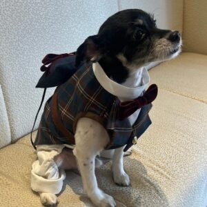 Mina Ōba Instagram - 🐶
　
結婚式をやるって決めて
私の中での大事なひとつが
リングドッグをやることでした🐾
　
大切な家族の一員のコロ助(11)
特別な日のためにあいみ @aimiedesu に
タキシードを作ってもらいました🪽
かわいすぎて…🥺
　
この日からコロの一張羅になりました🐶
　
犬の服作ったことないのに引き受けてくれて
こんなに素敵なタキシード作れちゃう
あいみは天才すぎてる！
チェックかわいすぎ！ありがとう🐾
　
名古屋で出会って意気投合して
時が経ってお互いアラサーになって再会できて
また仲良くしてくれて感謝してる😌☁️
　
#wedding #結婚式 #リングドッグ #プレ花嫁 #卒花嫁 #アニ花嫁 #アニヴェルセルみなとみらい