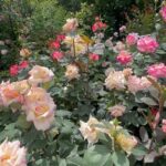 Mina Shirakawa Instagram - 🥀🌹Rose Garden🌹🥀 #ROSE #flower #Japan #MinaShirakawa #バラ #バラ園
