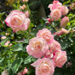 Mina Shirakawa Instagram - 🥀🌹Rose Garden🌹🥀 #ROSE #flower #Japan #MinaShirakawa #バラ #バラ園