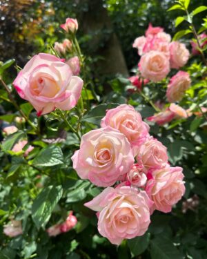 Mina Shirakawa Instagram - 🥀🌹Rose Garden🌹🥀

#ROSE #flower #Japan
#MinaShirakawa #バラ #バラ園