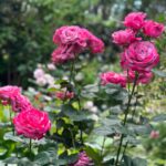 Mina Shirakawa Instagram - 🥀🌹Rose Garden🌹🥀 #ROSE #flower #Japan #MinaShirakawa #バラ #バラ園