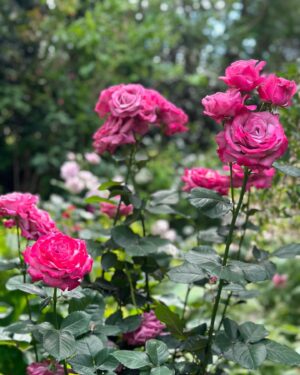 Mina Shirakawa Instagram - 🥀🌹Rose Garden🌹🥀

#ROSE #flower #Japan
#MinaShirakawa #バラ #バラ園