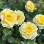 Mina Shirakawa Instagram - 🥀🌹Rose Garden🌹🥀 #ROSE #flower #Japan #MinaShirakawa #バラ #バラ園