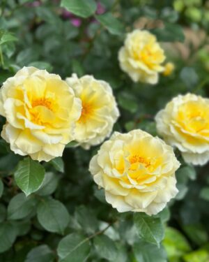 Mina Shirakawa Instagram - 🥀🌹Rose Garden🌹🥀

#ROSE #flower #Japan
#MinaShirakawa #バラ #バラ園