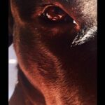 Mine Kılıç Instagram - An animal's eyes have the power to speak a great language. Martin Buber #4ekimhayvanlarıkorumagünü 🤟🏼