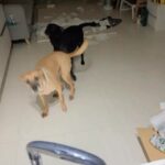 Mini Chao Instagram - 我要瘋了 ～你們是覺得媽媽日子過太爽嗎？☹️