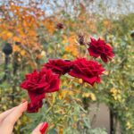 Mio Kudo Instagram - 🥀