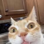 Miren Ibarguren Instagram - Gato de lunes. Feliz semana.