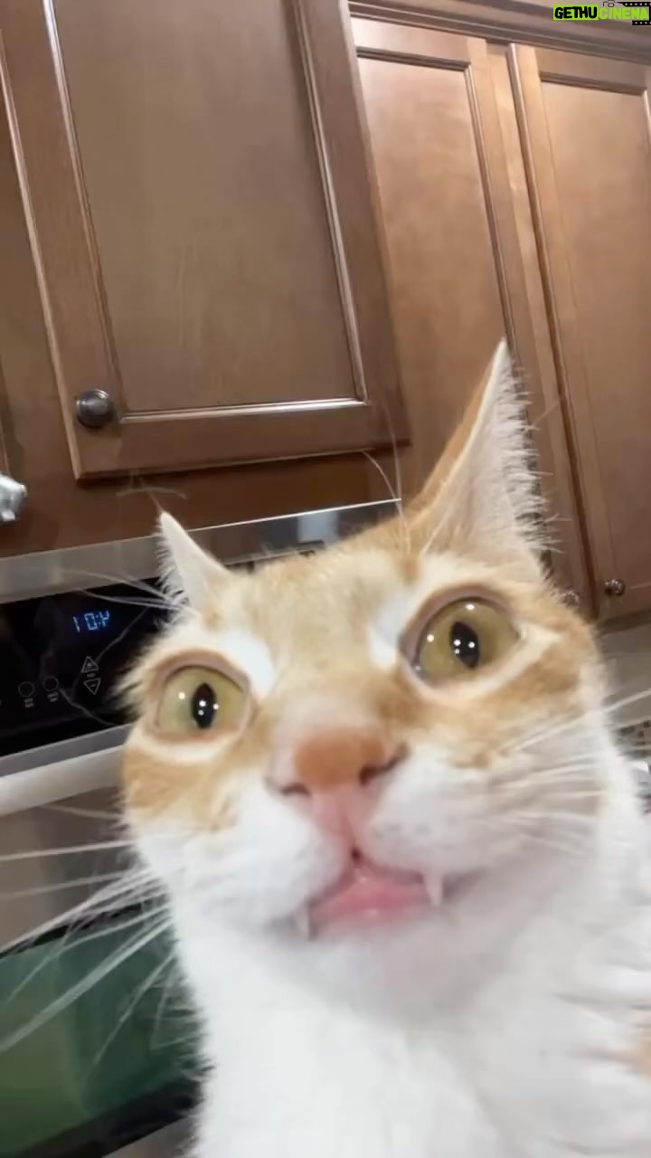 Miren Ibarguren Instagram - Gato de lunes. Feliz semana.