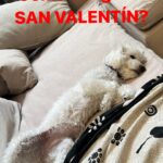 Miriam Lanzoni Instagram - SAN VALENTÍN: 1. Te agarra con amor tipo Romeo y Julieta digno de reel compilando momentos MÁGICOS? Flores, cena y festejo… 2. Te agarra más sol@ que kung fu y te estás muriendo viendo historias de otros, entonces apelas a: no quedarte afuera del “festejo” y celebrar el amor por las plantas, los amigos, la familia, el amor por la naturaleza…? Y saludas hasta al electricista xq es el día del amor…? 3. Te agarra solo/a pero chocho al canto de: “ES SOLO UN DÍA COMERCIAL” y seguís como si nada 4. O te agarra bajón con desamor llorando mirándote el espejo con el tema “Carne y hueso” de Tini Necesito saber ❤️💔❤️‍🔥👿🤧☠️🚀💸