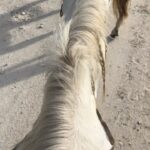Miriam Saavedra Instagram - libertad, resistencia, espíritu, determinación y coraje🎠 además de su inteligencia superior, el caballo es el animal más noble y espiritual,era la primera vez montando caballo y @fincaelsarao me dieron todas las instrucciones y con amor pude conectar enseguida y montar a esta bella yegua llamada estrella 💫 una experiencia que todos deberíamos experimentar pues además de llenarnos de esta bella energía Podemos disfrutar de un bello panorama en esta hermosa finca en nuestra hermosa Madrid 🤍🎠