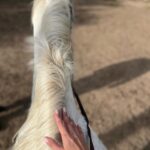 Miriam Saavedra Instagram - libertad, resistencia, espíritu, determinación y coraje🎠 además de su inteligencia superior, el caballo es el animal más noble y espiritual,era la primera vez montando caballo y @fincaelsarao me dieron todas las instrucciones y con amor pude conectar enseguida y montar a esta bella yegua llamada estrella 💫 una experiencia que todos deberíamos experimentar pues además de llenarnos de esta bella energía Podemos disfrutar de un bello panorama en esta hermosa finca en nuestra hermosa Madrid 🤍🎠
