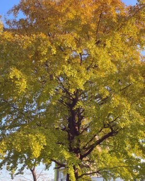 Miryo Instagram - 아,가을🍂🤎
