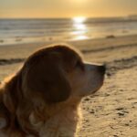 Mischa Barton Instagram - Some Thanksgiving memories with the prince himself, Charles Dickens. Best doggo ever. 🏖