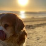 Mischa Barton Instagram - Some Thanksgiving memories with the prince himself, Charles Dickens. Best doggo ever. 🏖