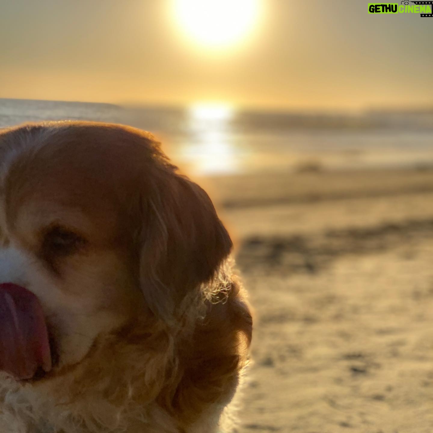 Mischa Barton Instagram - Some Thanksgiving memories with the prince himself, Charles Dickens. Best doggo ever. 🏖