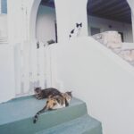 Mischa Barton Instagram - 🇬🇷🤞🏼🦷