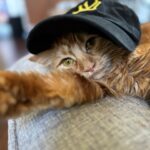Miya Cech Instagram – who wore it better 🐈 #clementinejune