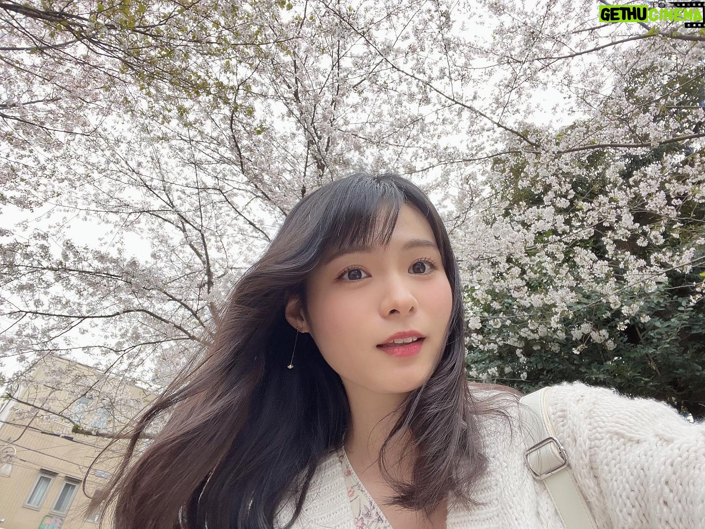 Mizuki Hoshina Instagram - 桜の日🌸 散った花びらも綺麗🌸
