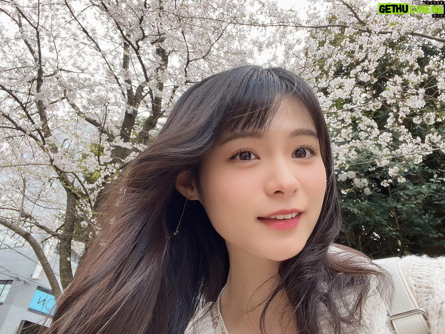 Mizuki Hoshina Instagram - 桜の日🌸 散った花びらも綺麗🌸