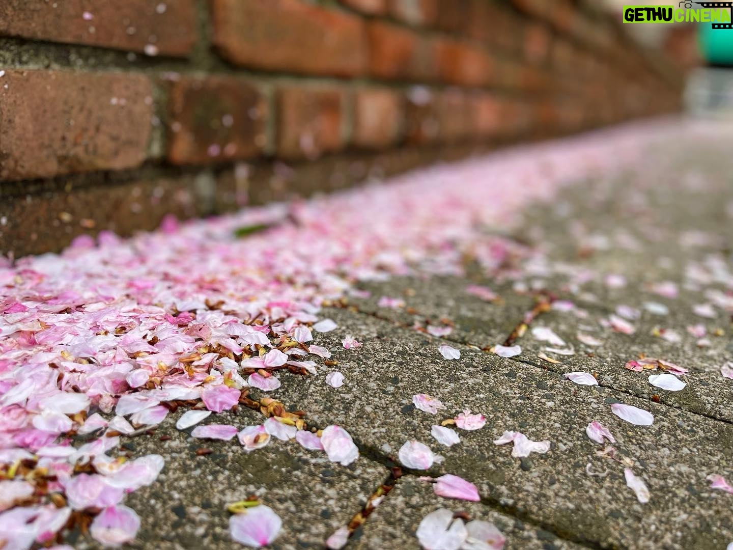 Mizuki Hoshina Instagram - 桜の日🌸 散った花びらも綺麗🌸