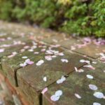 Mizuki Hoshina Instagram - 桜の日🌸 散った花びらも綺麗🌸