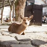Moe Kamikokuryo Instagram - ⁡ ⁡ ⁡ 鹿ちゃん🦌 ⁡ #宮島