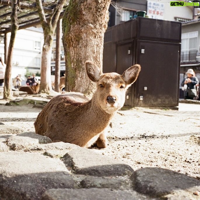 Moe Kamikokuryo Instagram - 鹿ちゃん🦌 #宮島